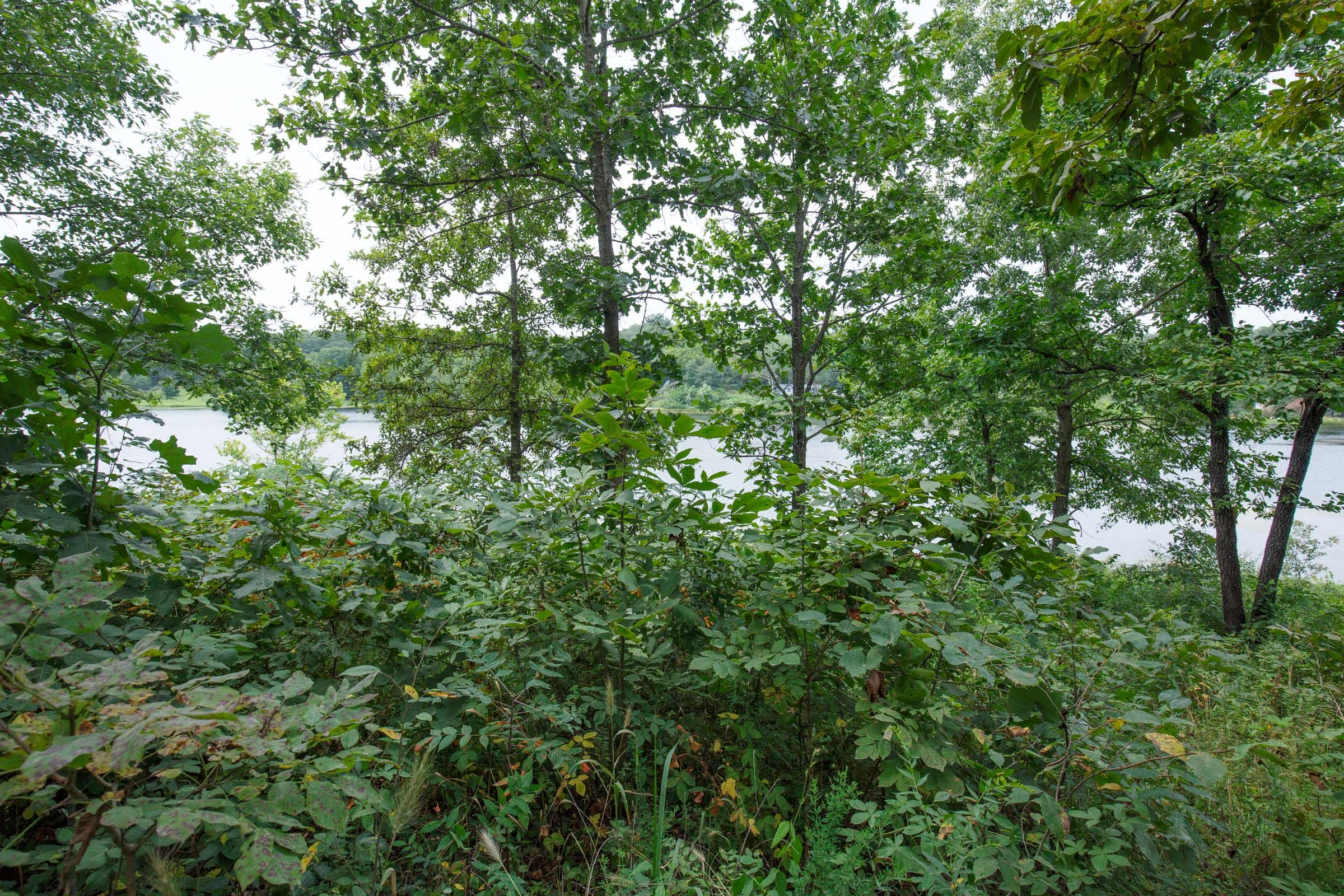 SPL-P5-T33 tract image